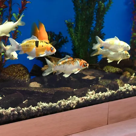 Family Lazur 3* Kiustendil